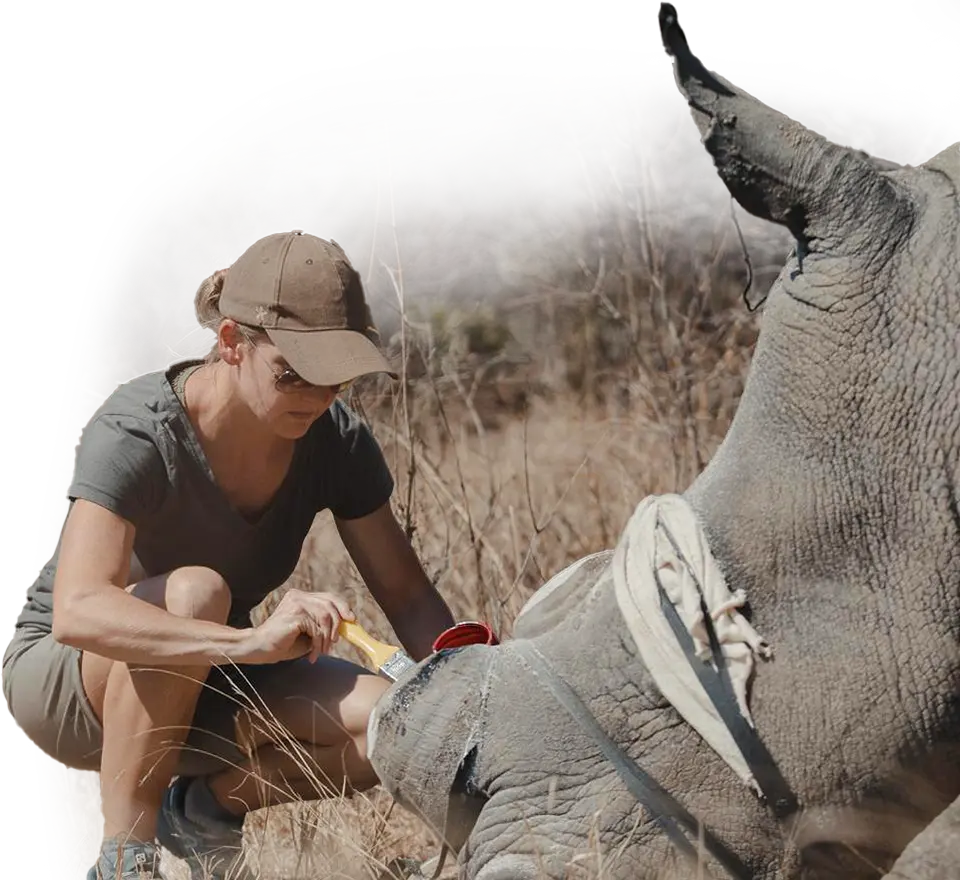 Rhino dehorning