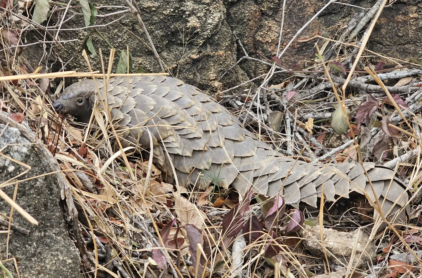 Pangolin