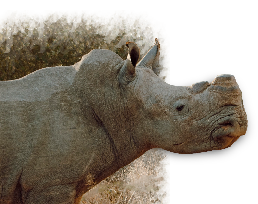 Rhino Conservation