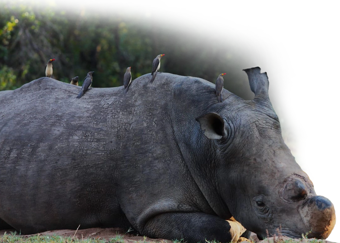 Rhino and Birds