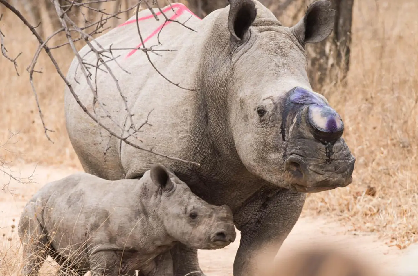 Rhino and Calf